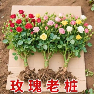 正宗混色玫瑰花苗老桩开花月季 老根盆栽室内多色玫瑰花 花花卉四季
