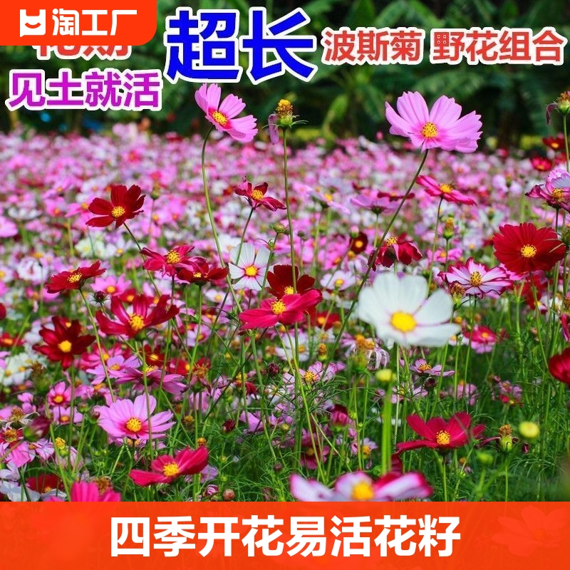 波斯菊花籽野花组合阳台花卉格桑花花种籽子四季播种开花季节重瓣