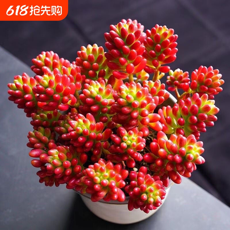 虹之玉锦多肉植物转运珠室内花卉盆栽净化空气红色肉肉新手好养活