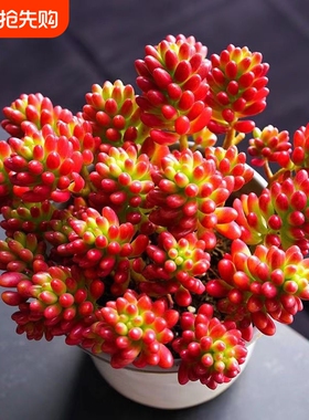 虹之玉锦多肉植物转运珠室内花卉盆栽净化空气红色肉肉新手好养活
