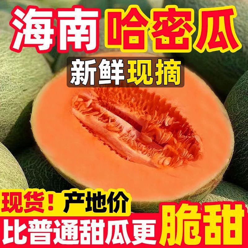 【精选】正宗海南哈密瓜网纹瓜脆甜多汁现摘现发当季孕妇水果整箱