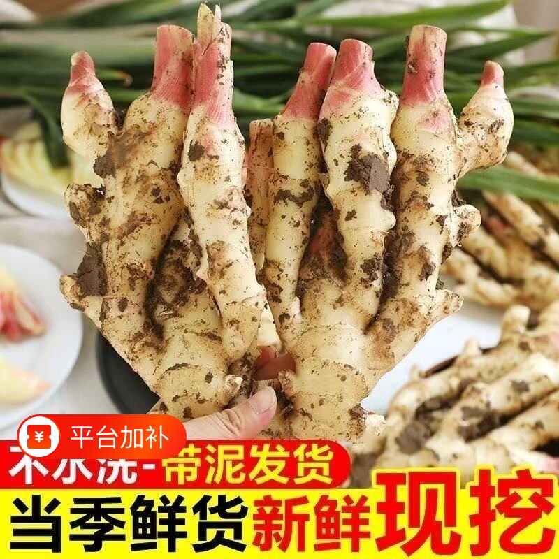 山东生姜新鲜嫩姜现挖仔姜子姜姜芽红芽黄姜糖醋泡姜批发食用当季