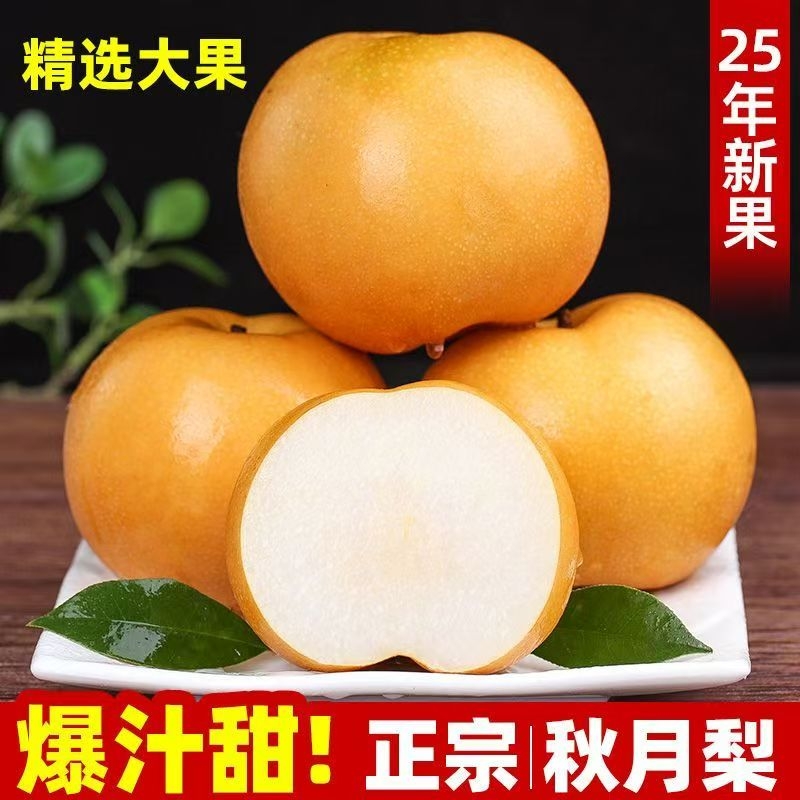 山东秋月梨4.5斤4-9个正宗冰糖梨子产地直销皮薄香甜整箱批发当季
