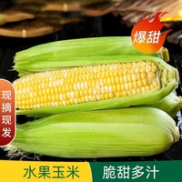 云南水果玉米现摘可生吃水果玉米如何选购？