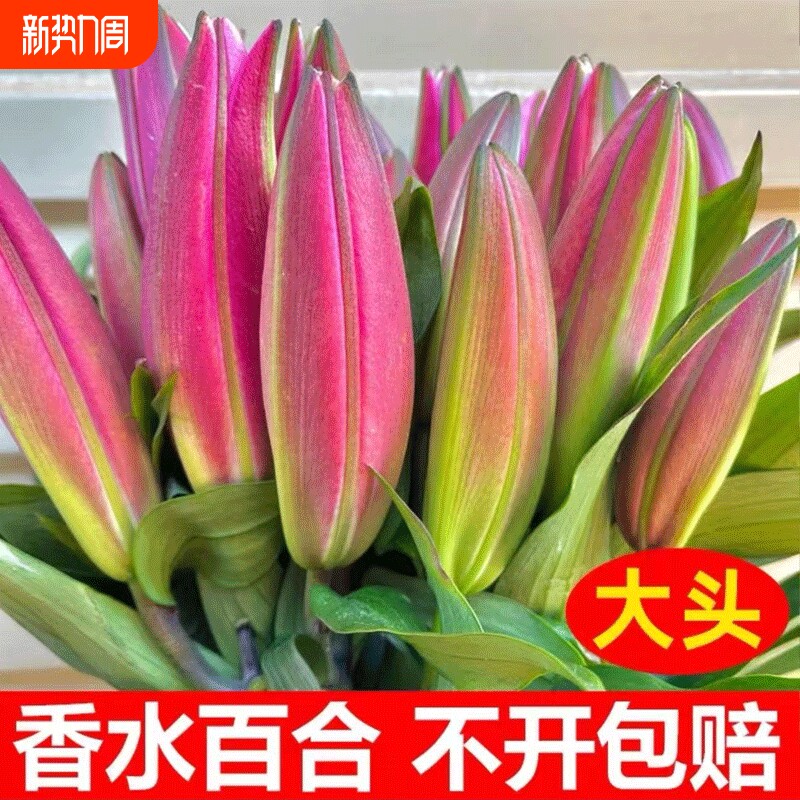 香水百合花鲜花批发云南昆明基地直发水养真花客厅插花束向日葵