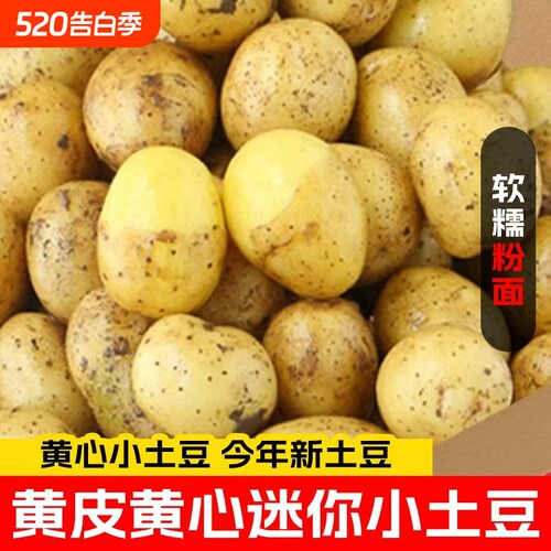 恩施小土豆新鲜高山洋芋