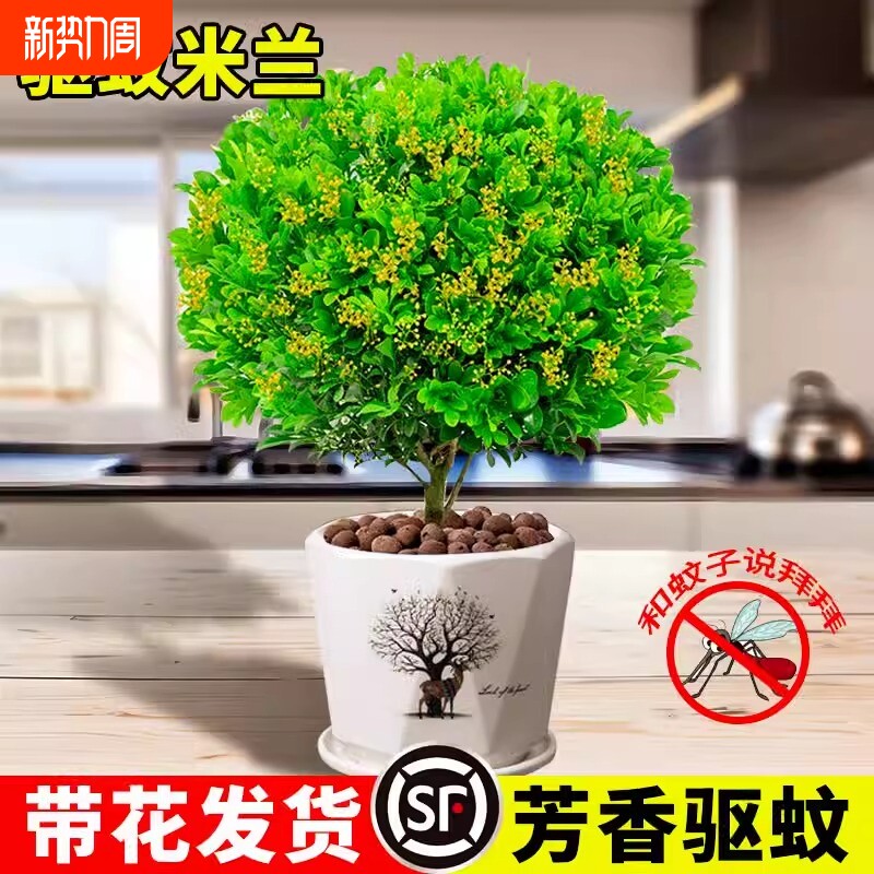香水米兰花盆栽花卉绿植室内老桩带花苞四季开花好养阳台植物树苗