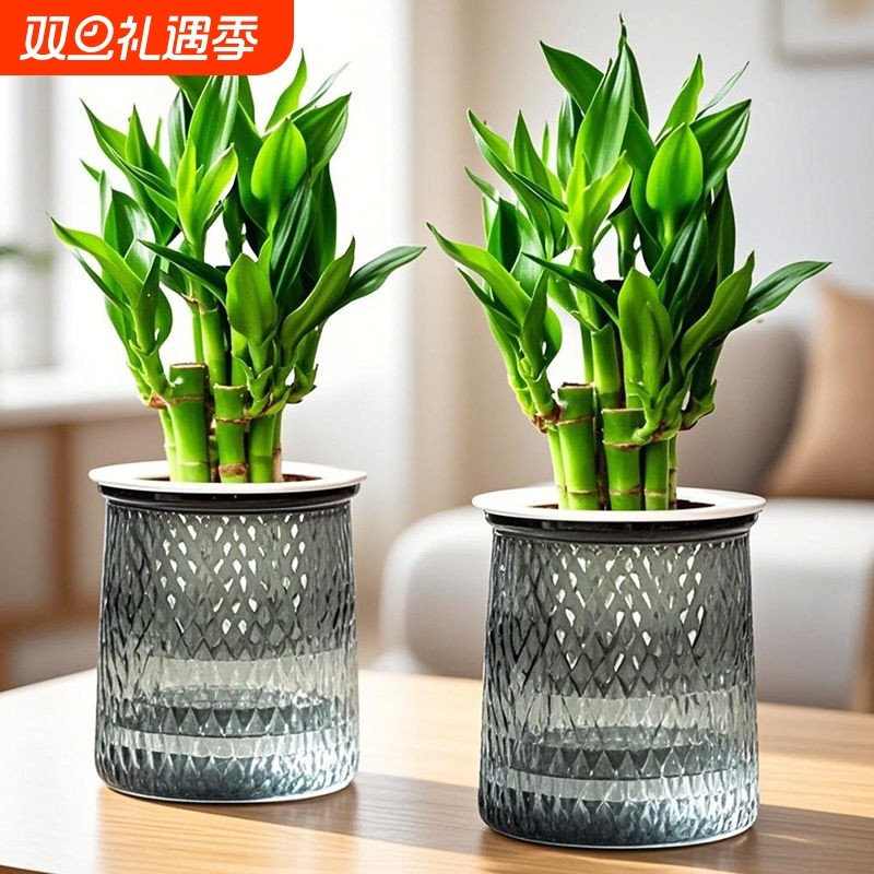 水培植物金榜题名桌面盆栽好养花卉绿植荷花