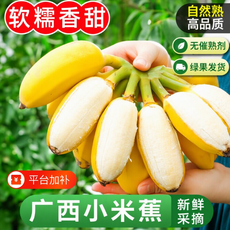 香蕉广西小米蕉当季新鲜水果自然熟小香蕉香甜芭蕉皇帝蕉整箱现摘