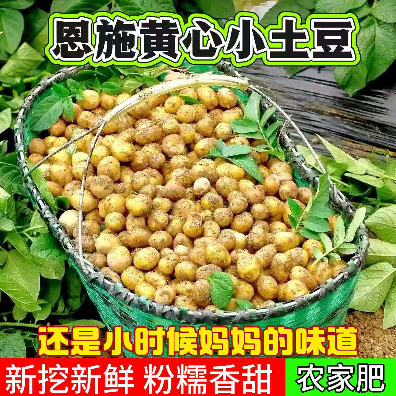 正宗恩施黄心土豆迷你新挖新鲜高山农家当季减脂洋芋产地好吃丸子