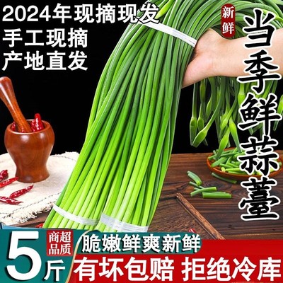 2024新鲜蒜苔现摘现发农家自种