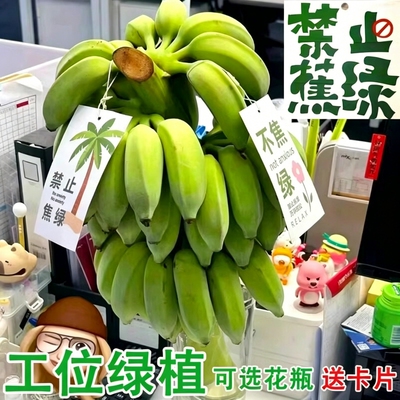 整串水培香蕉花禁止蕉绿新鲜真芭蕉香蕉焦虑插花拒绝蕉绿观赏绿植