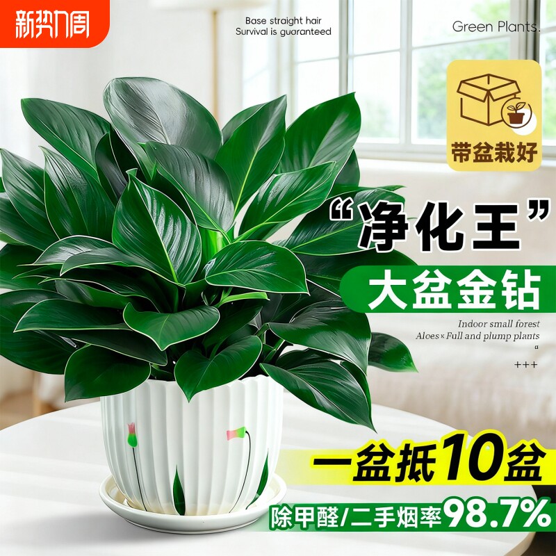 大盆金钻盆栽室内除甲醛绿植客厅办公桌面净化空气四季好养活植物