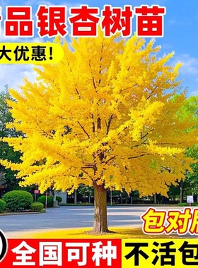 金叶银杏树苗白果活苗庭院别墅绿化苗木行道树银杏大树种植小苗