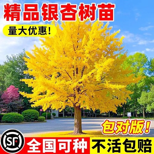 金叶银杏树苗白果活苗庭院别墅绿化苗木行道树银杏大树种植小苗