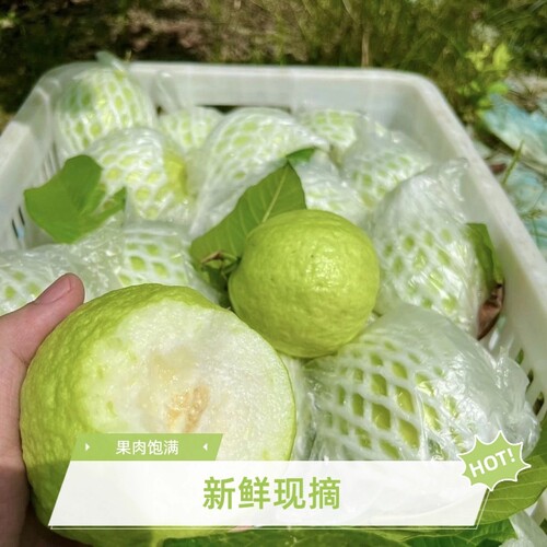 广西特产5斤包邮当季珍珠番石榴芭乐水果新鲜低糖硬脆芭乐潘石榴