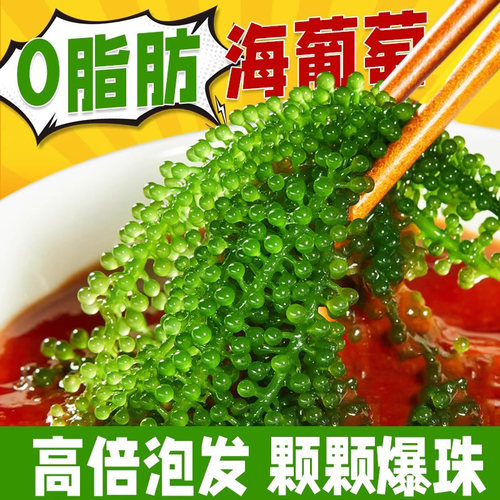 新鲜盐渍儿童海葡萄凉拌