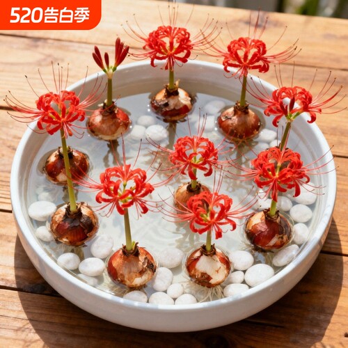 开花彼岸花曼珠沙华盆栽红花换锦石蒜阳台花卉浓香晚香玉水培客厅