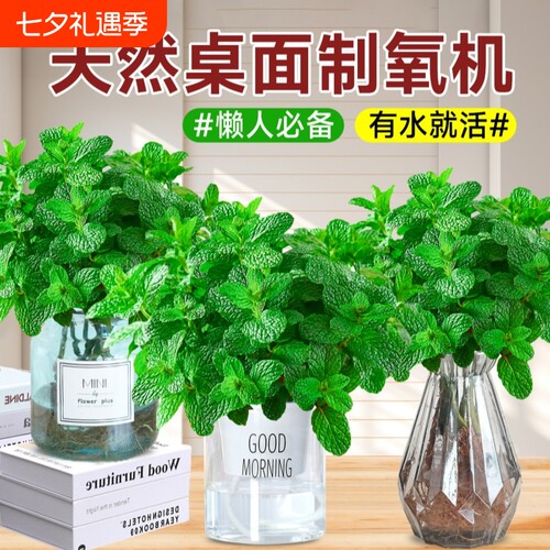 薄荷苗盆栽可食用驱蚊香草水培花卉好养活绿植物室内迷迭香煎牛排