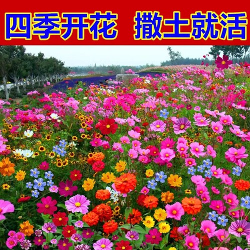野花组合花种子波斯菊四季播种开花室外庭院格桑花凤仙花太阳花籽