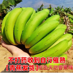高山甜糯香蕉云南青皮香蕉发货5斤新鲜水果山地蕉绿香蕉