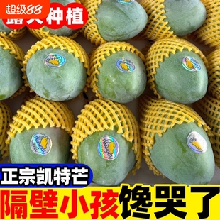 四川攀枝花凯特芒果当季新鲜水果现摘超甜彩虹芒大青吉禄芒果整箱