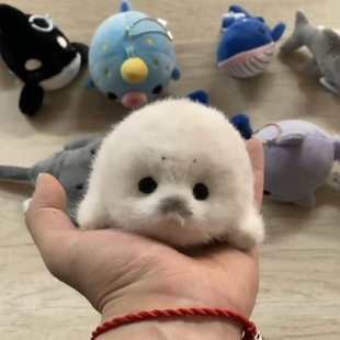 ins卡通海洋动物鲸鲨毛绒公仔鲨鱼鲸鱼压床结婚娃娃抛洒公仔海豹