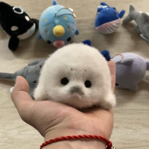 ins卡通海洋动物鲸鲨毛绒公仔鲨鱼鲸鱼压床结婚娃娃抛洒公仔海豹