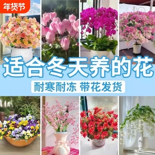 适合冬天冻的花室外耐寒耐冻四季开花卉绿植阳台重瓣室内垂丝茉莉