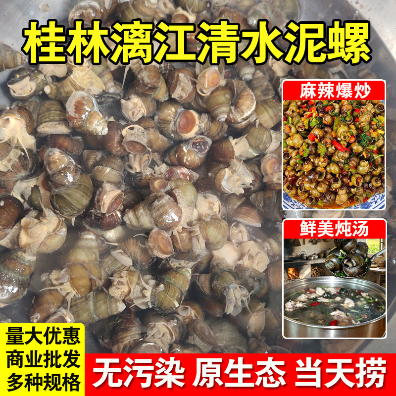 广西桂林漓江清水螺蛳新鲜泥螺田螺鲜活本地山坑石螺丝特大号批发