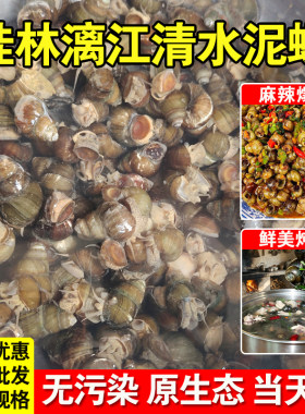 广西漓江清水螺蛳新鲜泥螺田螺鲜活山坑石螺丝特大号批发野生辣螺