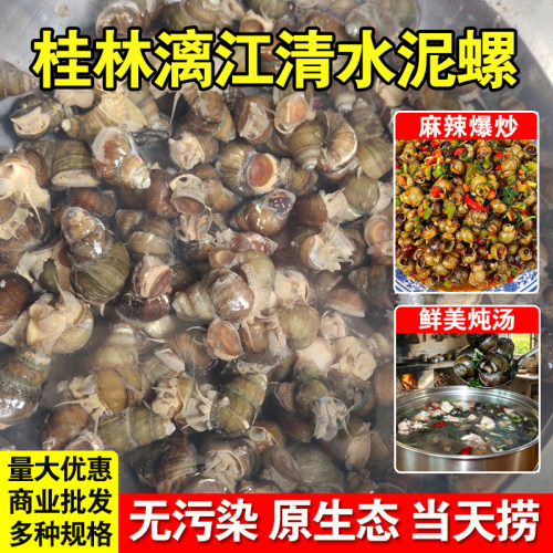 广西漓江清水螺蛳新鲜泥螺田螺鲜活山坑石螺丝特大号批发野生辣螺
