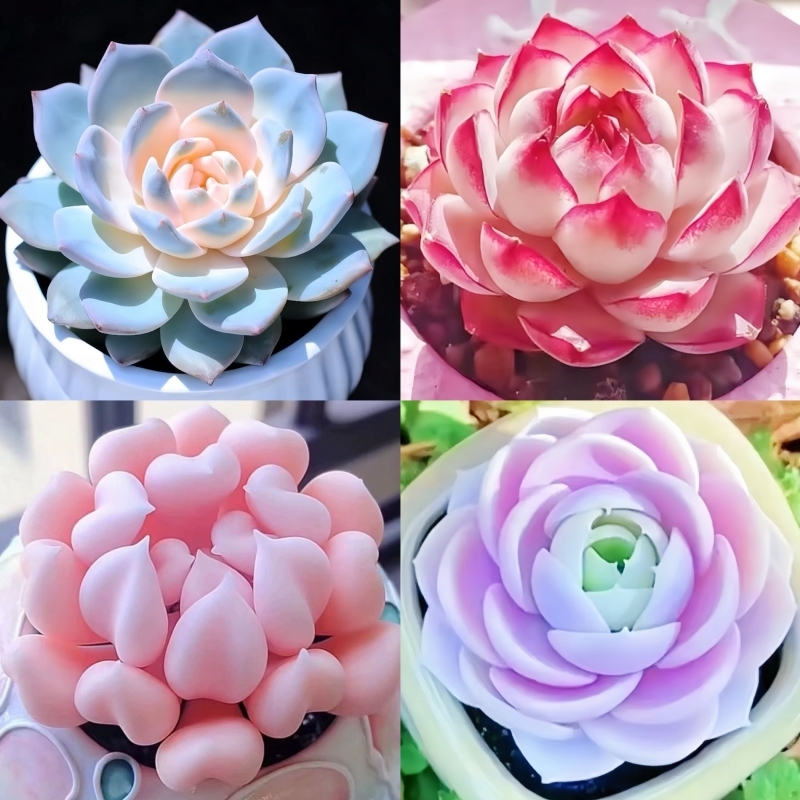 新手组合套餐多肉桃蛋纯爱蓝姬莲防辐射盆栽好养活耐热教师节植物