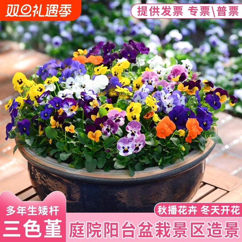 三色堇花种籽子耐寒四季播种开花庭院盆栽角堇蝴蝶花秋播花卉种子