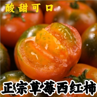 顺丰包邮正宗铁皮草莓柿子新鲜当季西红柿生吃水果东北番茄酸甜口