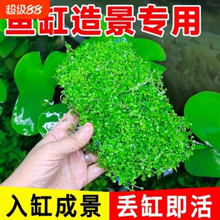 水草造景爬地矮珍珠水鱼缸专用草坪杯前景草生态水质沉底无菌牛毛