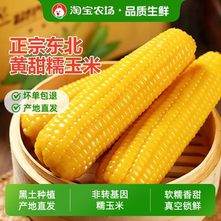 正宗东北新鲜黄糯玉米软糯拉丝真空包装寒地黑土一季早餐香甜糯香