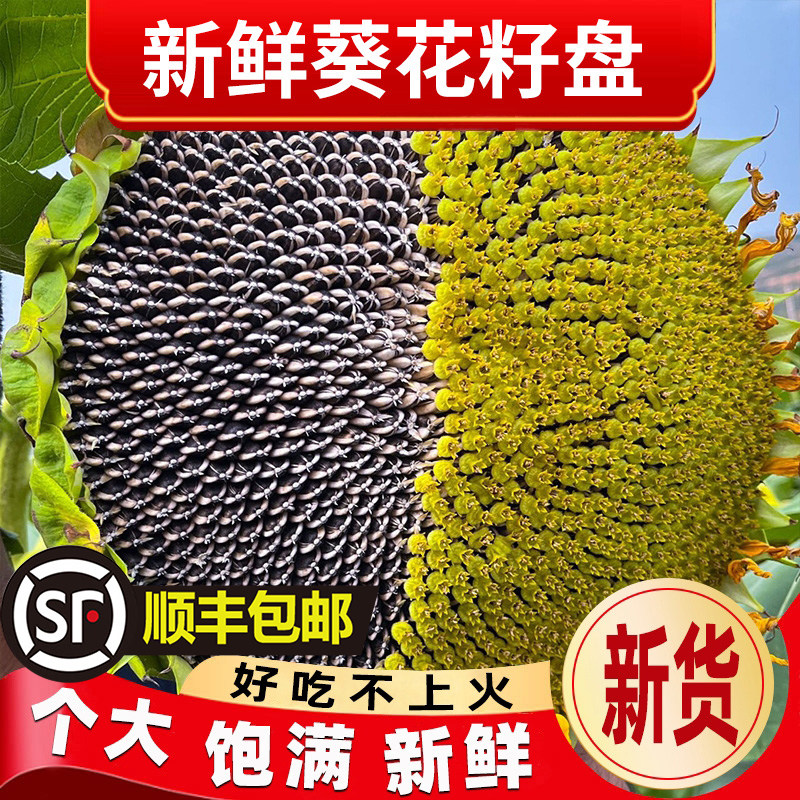 2026新鲜向日葵花盘瓜子盘葵花籽盘带瓜子生瓜子新货大颗粒葵花子
