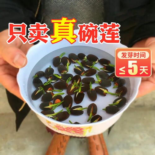 算了，说了我们是真碗莲你也不信