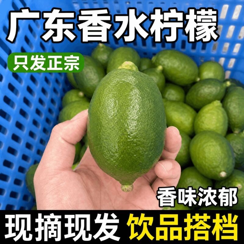 广东香水无籽柠檬爆香奶茶店专用一二级果自家果园现摘直发新鲜