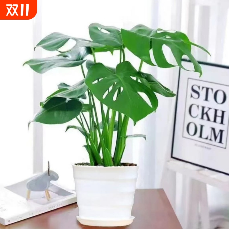 龟背竹大植物盆栽|超2000次加购