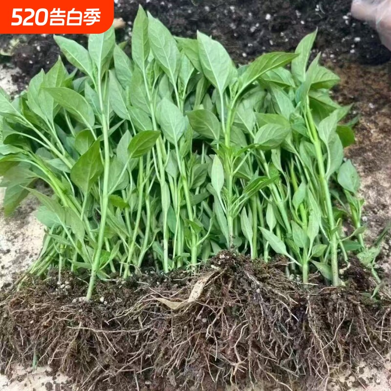辣椒苗辣子蔬莱苗薄皮椒苗长线椒苗螺丝椒苗牛角椒四季种植朝天椒