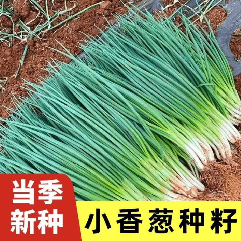 四季小香葱种子红葱种籽盆栽葱头种阳台庭院种植火分葱蔬菜种孑