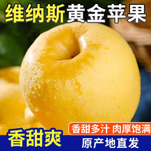 正宗维纳斯黄金苹果当季 新鲜水果山东烟台黄苹果整箱