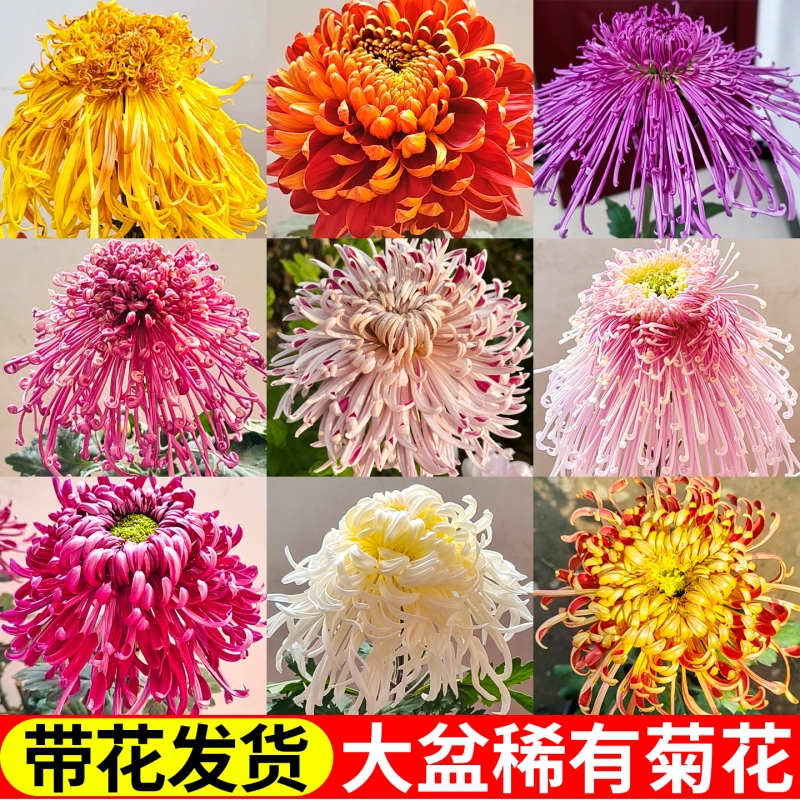 菊花苗四季带花苞开花大花特大