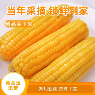 2025现摘黄糯玉米苞米低脂健身早餐真空锁鲜黄糯玉米