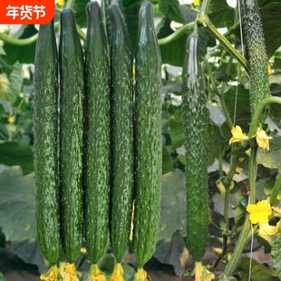 水果黄瓜种子老品种蔬菜好清高产秋季种业阳台白菜四号种植播种
