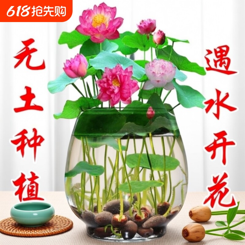 碗莲种子开口碗莲无土盆栽水培植物室内阳台盆栽水养荷花睡莲种藕