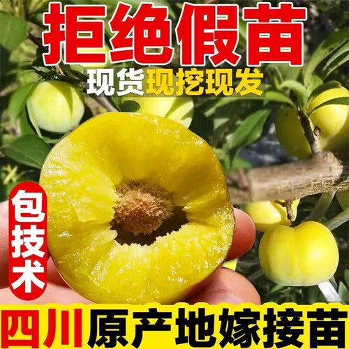 蜂糖李子树苗庭院地栽嫁接脆红脱骨李子果树南方北方盆栽当年结果