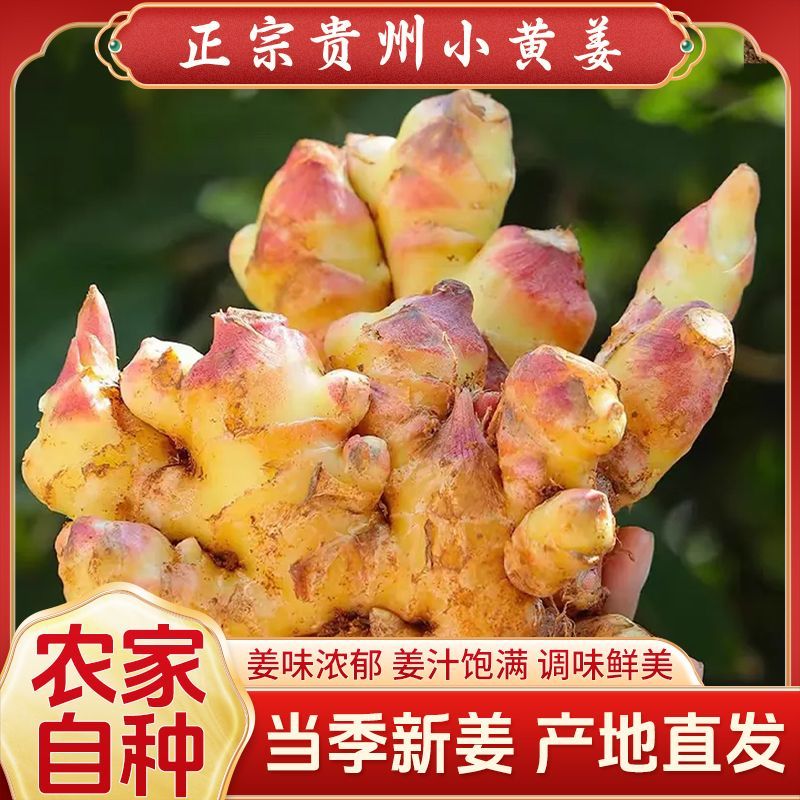 贵州深山农家自种新鲜现挖小黄姜辛辣辛辣味浓蔬菜生姜嫩姜